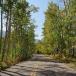 Independence Pass Aspens