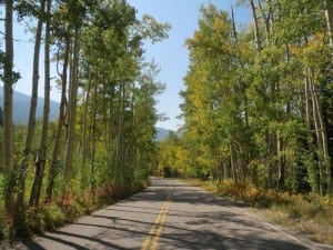 Independence Pass Aspens