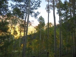 Maroon Bells Aspens