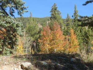 Cottonwood Pass Autumn