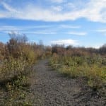 Gunnison River Native Plant Walk