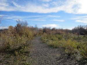 Gunnison River Native Plant Walk