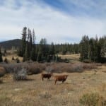 South Clear Creek Falls Cows