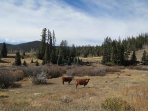 South Clear Creek Falls Cows