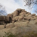 Denver Zoo Rams