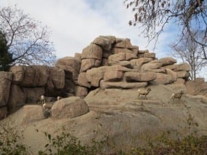 Denver Zoo Rams