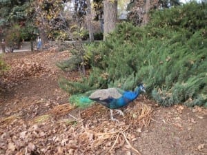 Denver Zoo Peacock