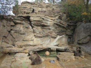 Denver Zoo Grizzly Bears