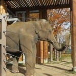 Denver Zoo Elephant
