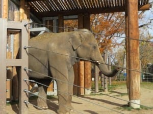 Denver Zoo Elephant