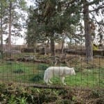 Denver Zoo White Wolf