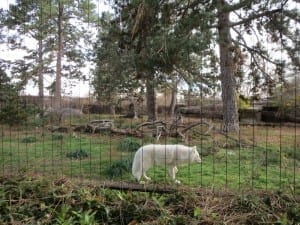 Denver Zoo White Wolf