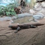 Denver Zoo Komodo Dragon