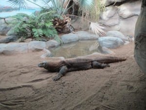 Denver Zoo Komodo Dragon