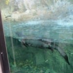 Denver Zoo River Otter