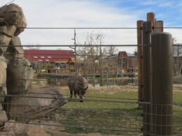 Denver Zoo Wildlife