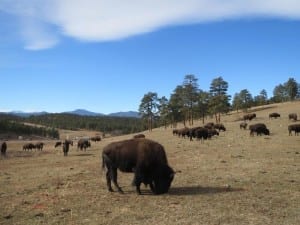 Buffalo Herd Overlook Bison Grazing