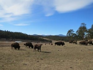 Buffalo Herd Overlook Bison