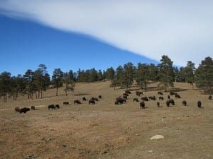 Buffalo Herd Overlook Bison Herd