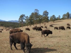 Buffalo Herd Overlook Bison