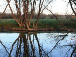 Prewitt Reservoir State Wildlife Area