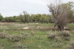 Prewitt Reservoir Cow