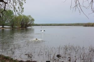 Prewitt Reservoir Waterfowl