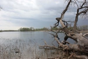 Prewitt Reservoir Tree