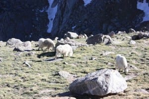 Mount Evans Byway Mountain Goats