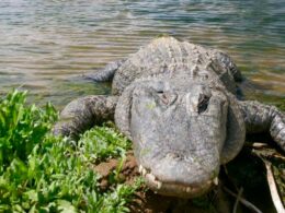 Colorado Gators Reptile Park