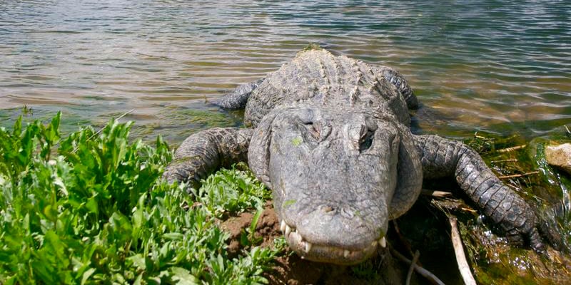 Colorado Gators Reptile Park