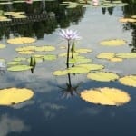 Denver Botanic Gardens Water Lillies