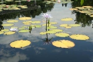 Denver Botanic Gardens Water Lillies