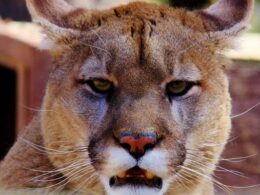 Rocky Mountain Wildlife Park