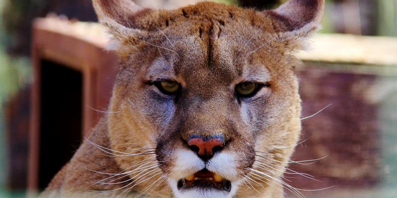 Rocky Mountain Wildlife Park