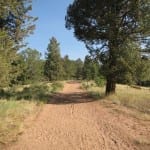 Mueller State Park Trails