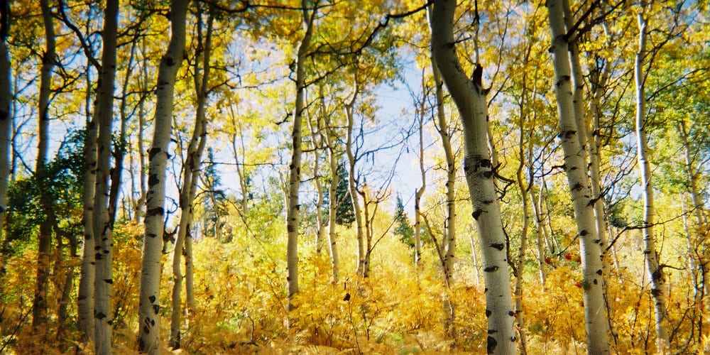 Buffalo Pass Fall Aspen