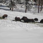 Genesee Park Bison