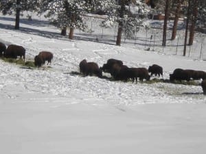 Genesee Park Bison