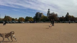 City Park Dog Park