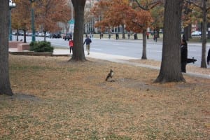 Civic Center Park Bird