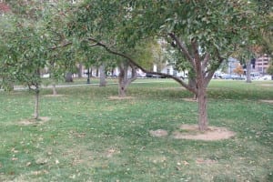 Civic Center Park Trees