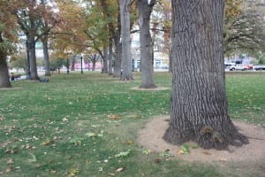 Civic Center Park Big Trees