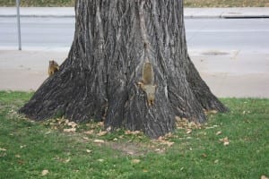 Civic Center Park Big Squirrel