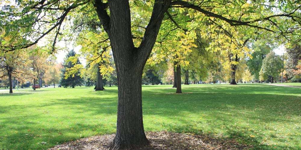 City Park Denver