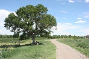 Bent's Old Fort Trail Tree