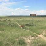 Santa Fe Trail Dogs