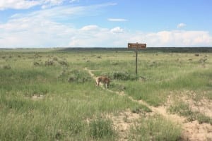 Santa Fe Trail Dogs