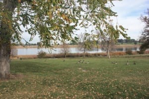 Berkeley Park Geese