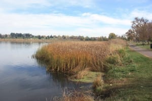 Berkeley Park Lake